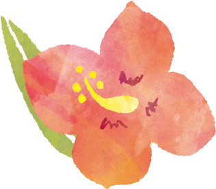 ハイビスカスのイラスト